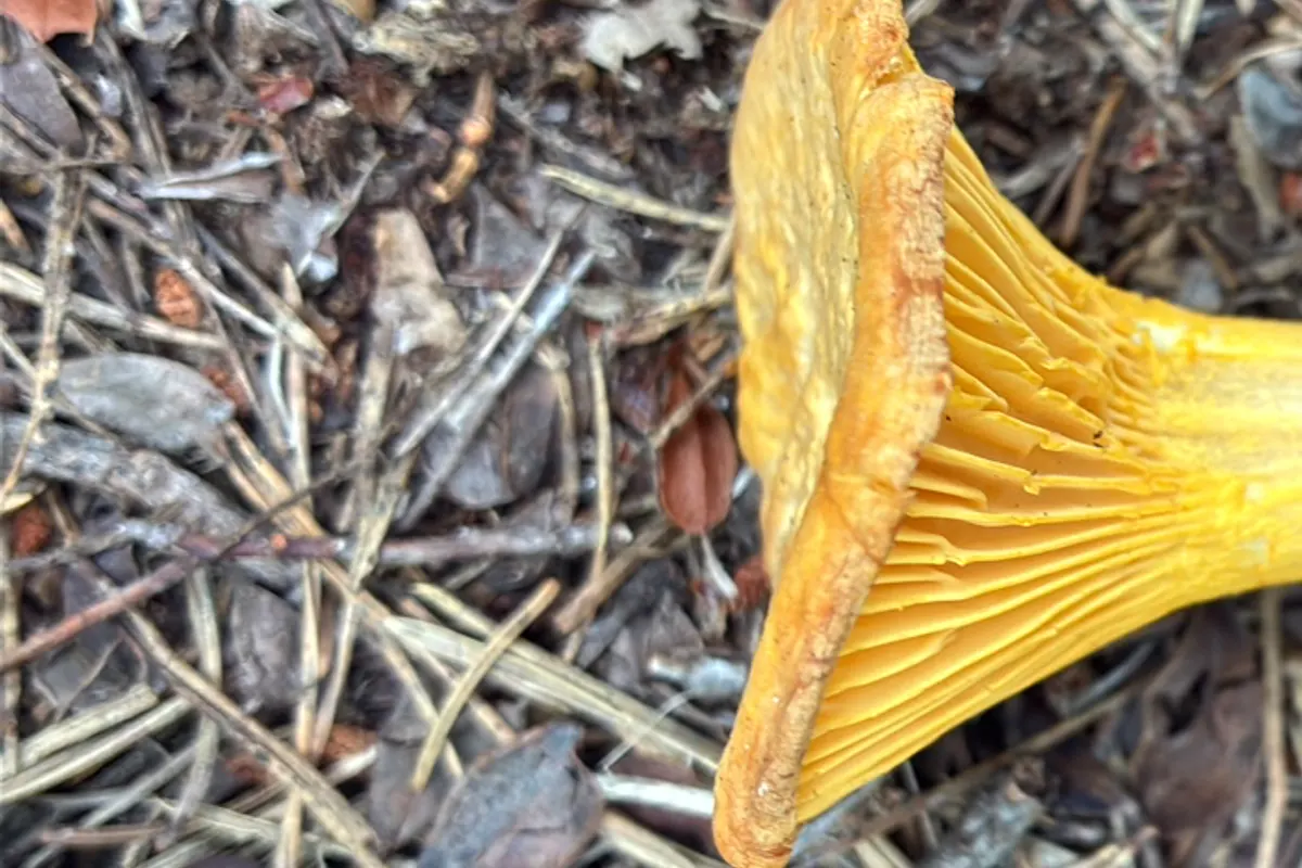 Close-up of the underside of a yellow-orange mushroom; the scan’s proposed chanterelle identification is unconfirmed.