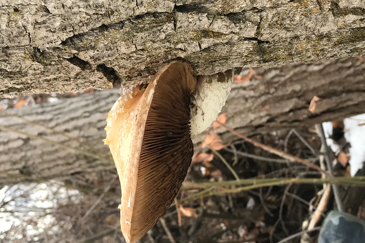 Oyster Mushroom identified with Mushroom Identifier: Fungio