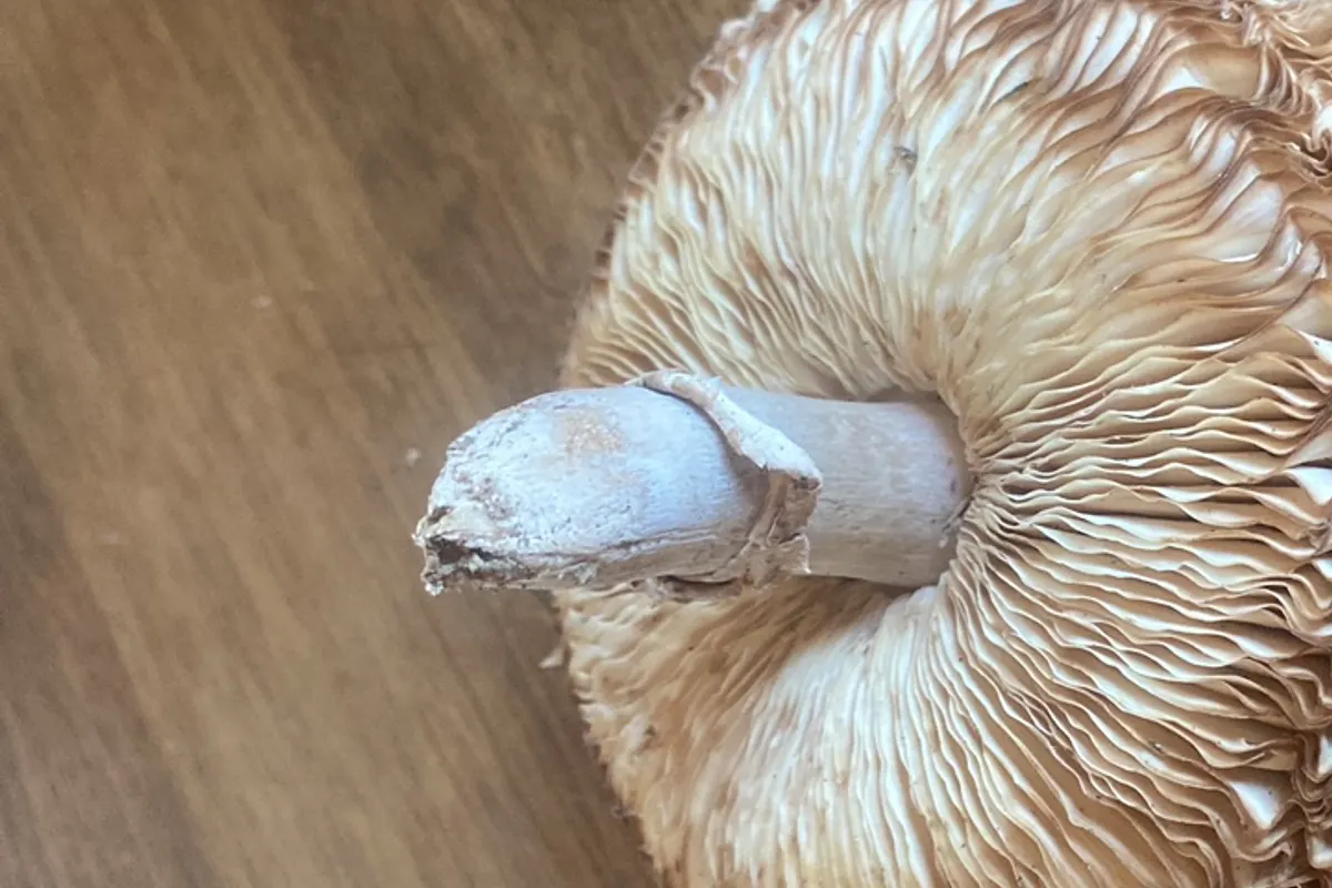 Parasol mushroom identified with Mushroom Identifier: Fungio