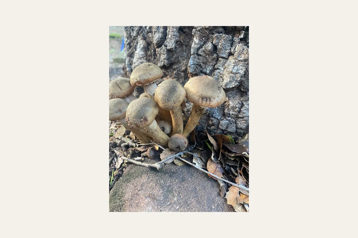 Cluster of brown-capped mushrooms at the base of a tree, with species unconfirmed.
