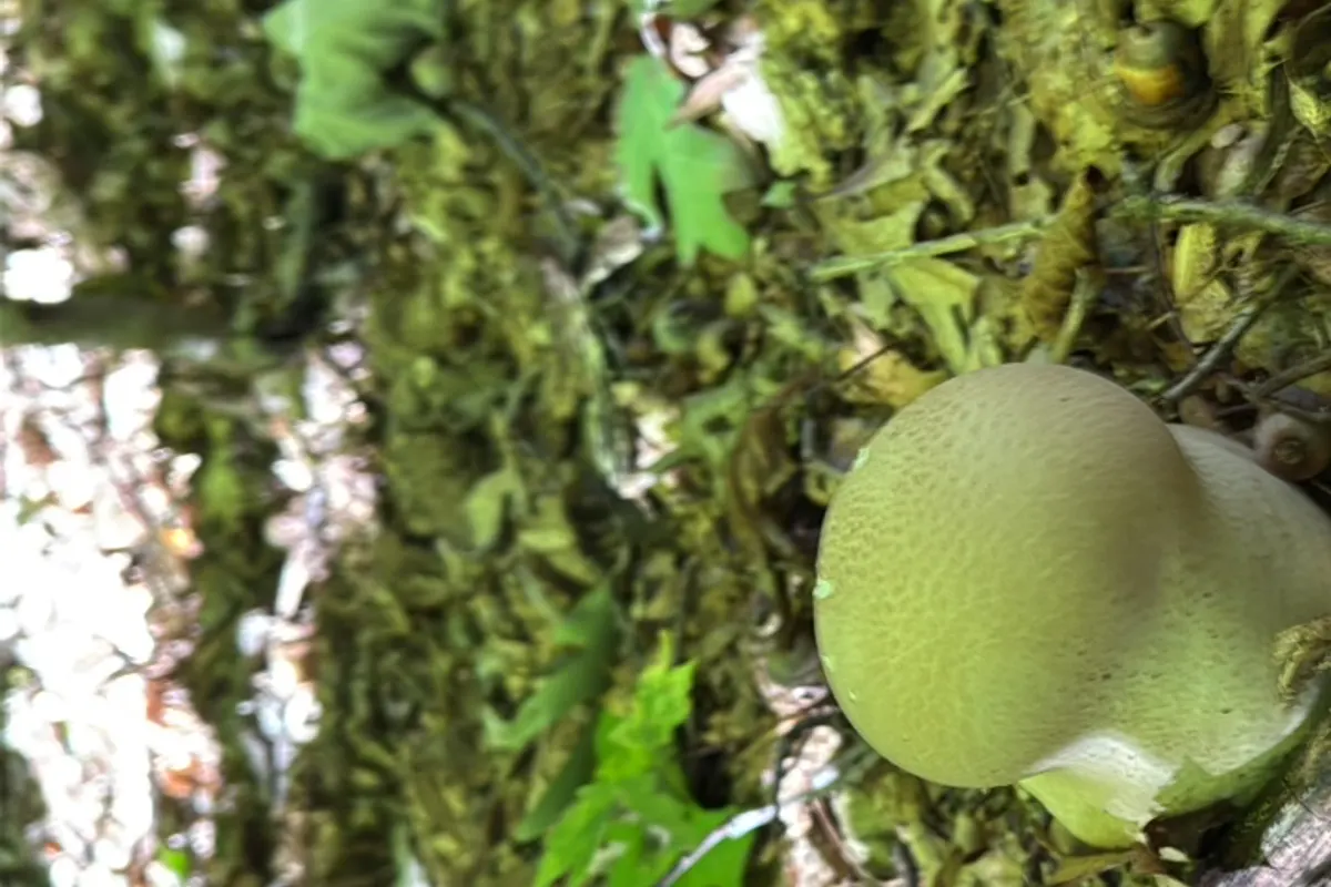 Death Cap identified with Mushroom Identifier: Fungio